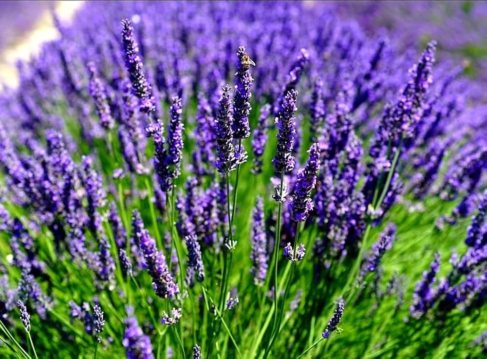 "Lavandula angustifolia seeds for planting – perennial herb seeds with fragrant purple flowers and gray-green foliage, suitable for herb gardens, borders, and containers